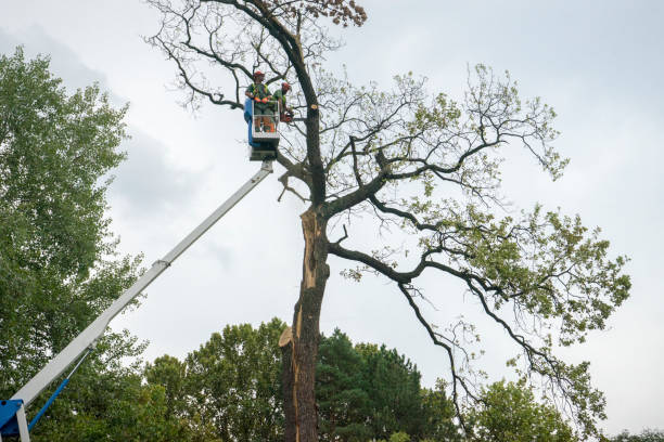 Best Emergency Tree Removal  in Huguley, AL